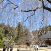 栄福寺 坂尾の桜。
