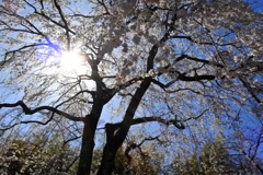 満開時期に雨＾＾；なので、2023桜振り返り。