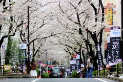 渋谷桜丘 さくら坂。