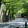 初夏のさくら坂。