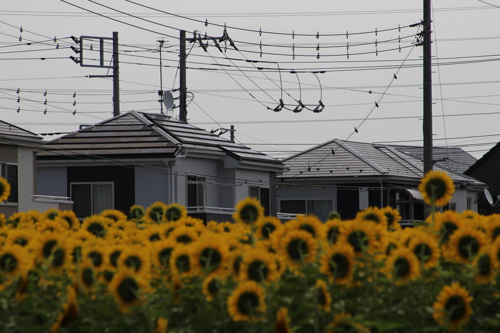 ～かつての人参畑～ 今ひまわりと宅地と。