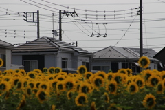 ～かつての人参畑～ 今ひまわりと宅地と。