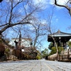 豪徳寺 晴れ。