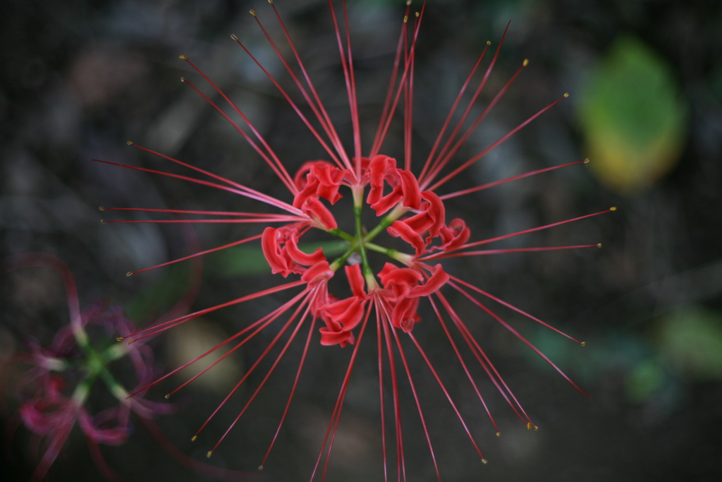 曼殊沙華。