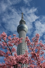 青空、雲、ツリー、河津桜。
