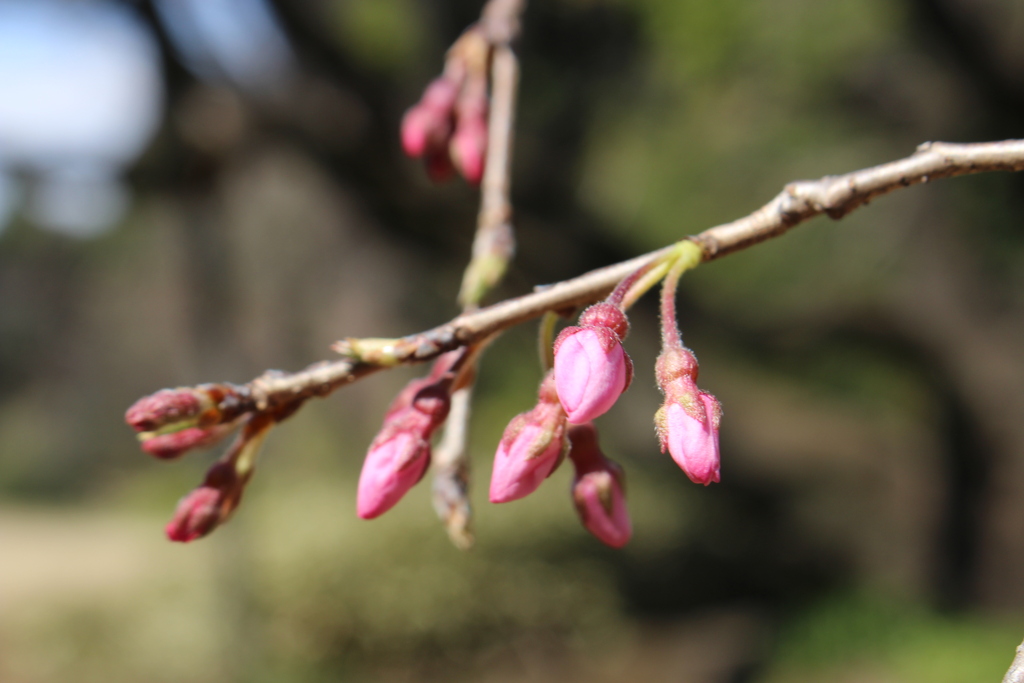 桜開花予想 ここ数日の寒さで開花足踏み 東京は24日開花か？。