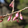桜開花予想 ここ数日の寒さで開花足踏み 東京は24日開花か？。