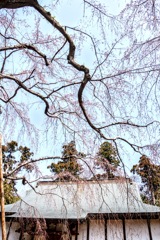 四街道 福星寺のしだれ桜。