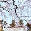 四街道 福星寺のしだれ桜。