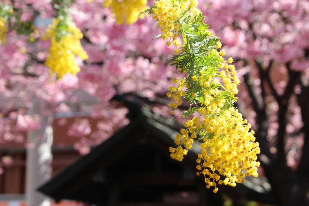 ミモザ × 藏前桜。