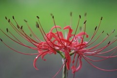 曼殊沙華。