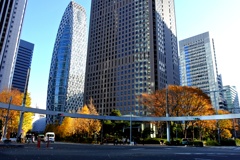 西新宿 高層ビル街の初冬。