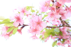 代々木公園 葉桜になった河津桜。