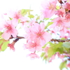 代々木公園 葉桜になった河津桜。
