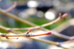 芽吹く。