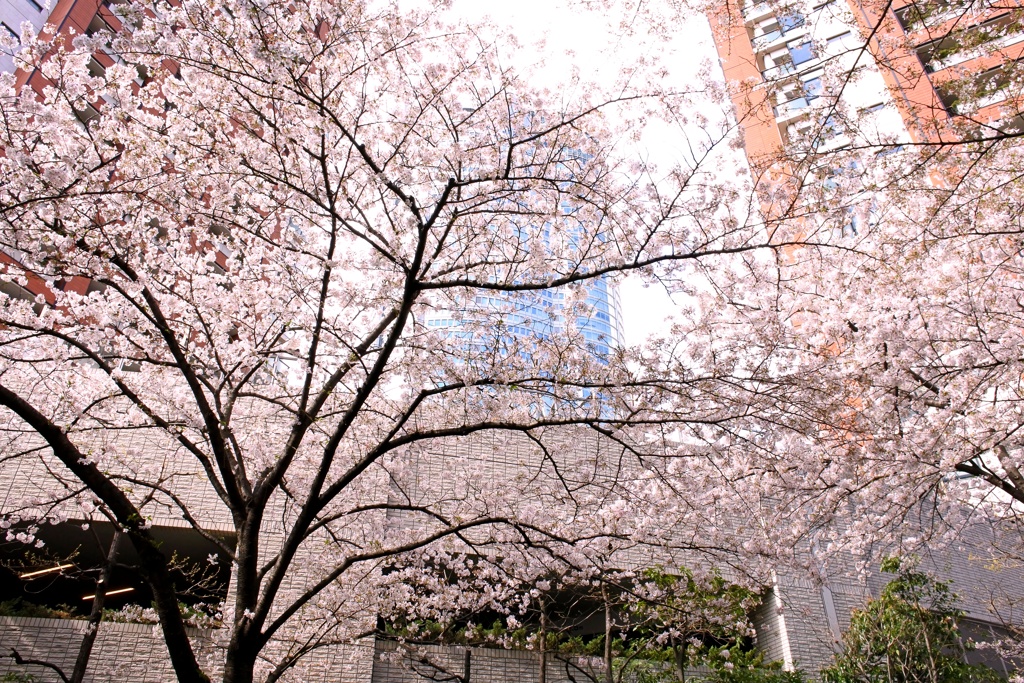 ふたつの桜坂 ふたつ目、六本木さくら坂。