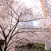 ふたつの桜坂 ふたつ目、六本木さくら坂。