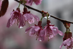 雨とオカメザクラ。