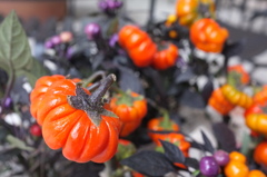 ハロウィンがやってくる＾＾ｗ。