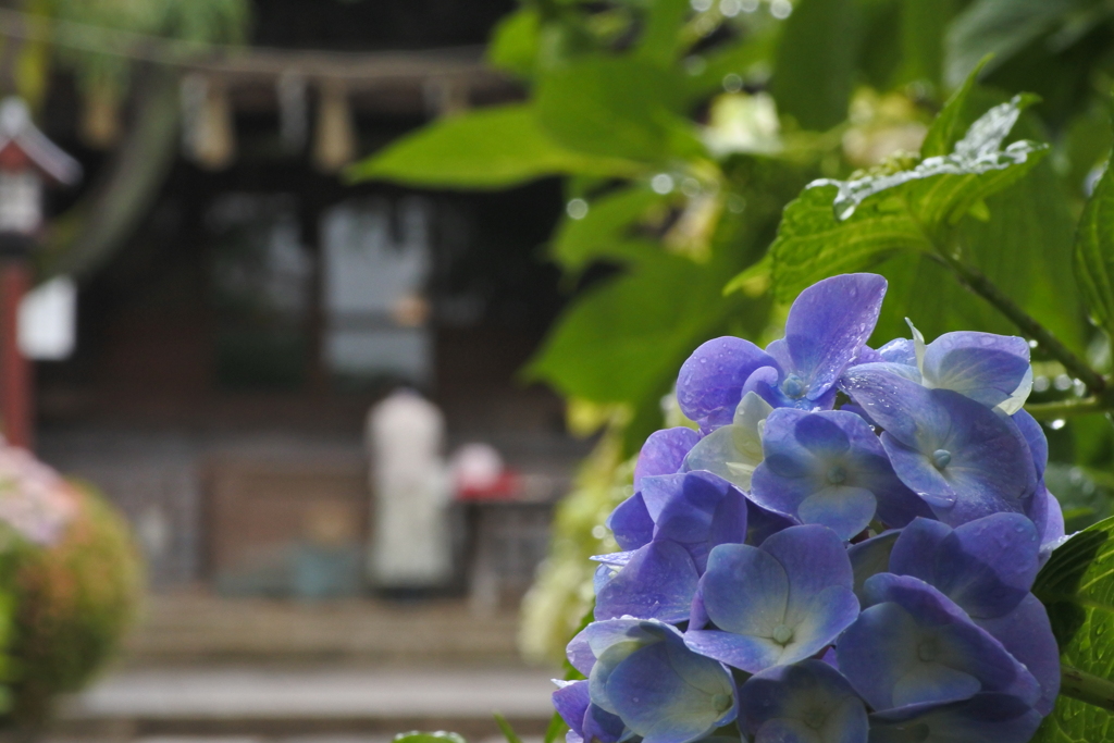 あじさい寺は多いけど、ここは神社。白山神社。