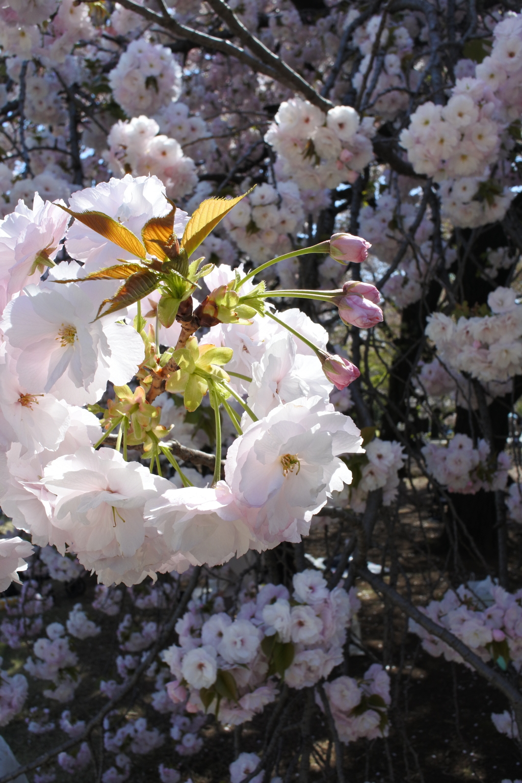 桜の花の首飾り あるいは桜の花のリース。