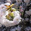 桜の花の首飾り あるいは桜の花のリース。