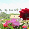 谷津バラ園。