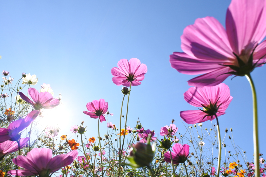 秋桜。