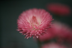 クローズアップ。 クローズアップ。