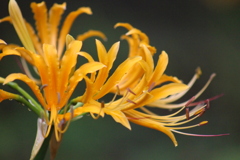 黄色の曼殊沙華。