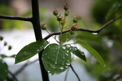 雨上がりの朝。その3。