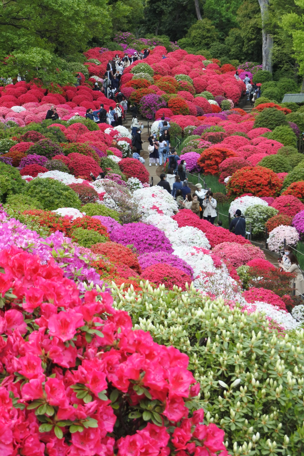 根津神社つつじ苑。