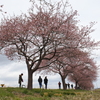 満開時期に雨＾＾；なので、2023桜振り返り。
