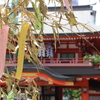 七夕。