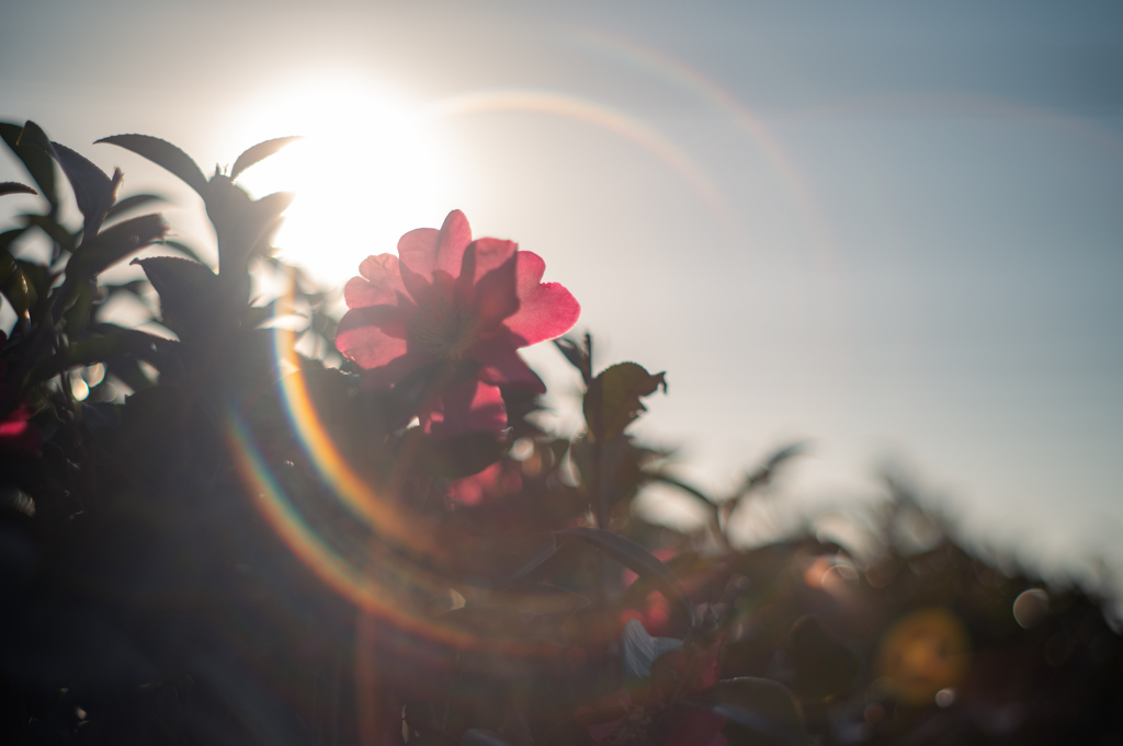 椿の花