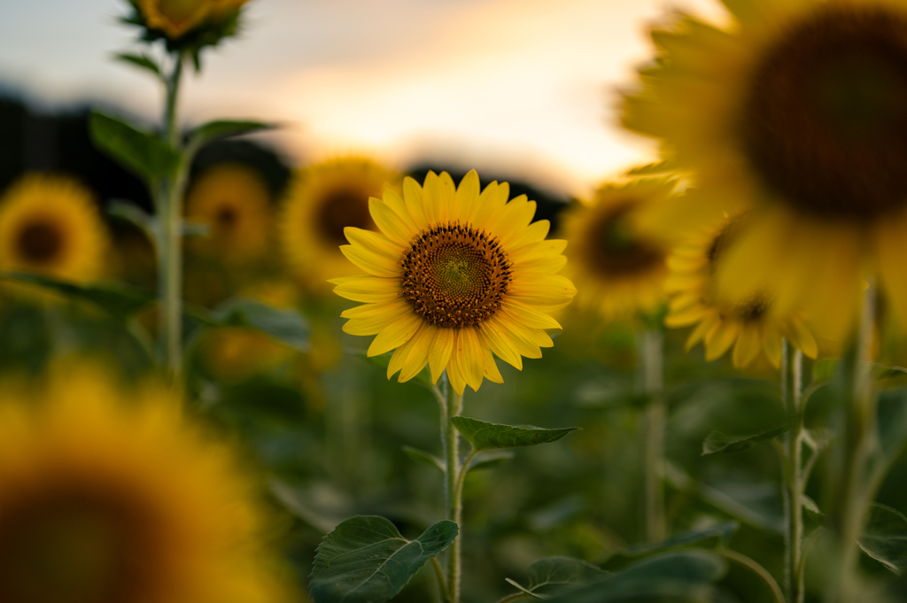 夕暮れ時のひまわり