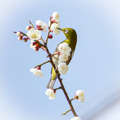 今年始めてのウメジロー