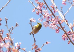 河津桜とメジロ