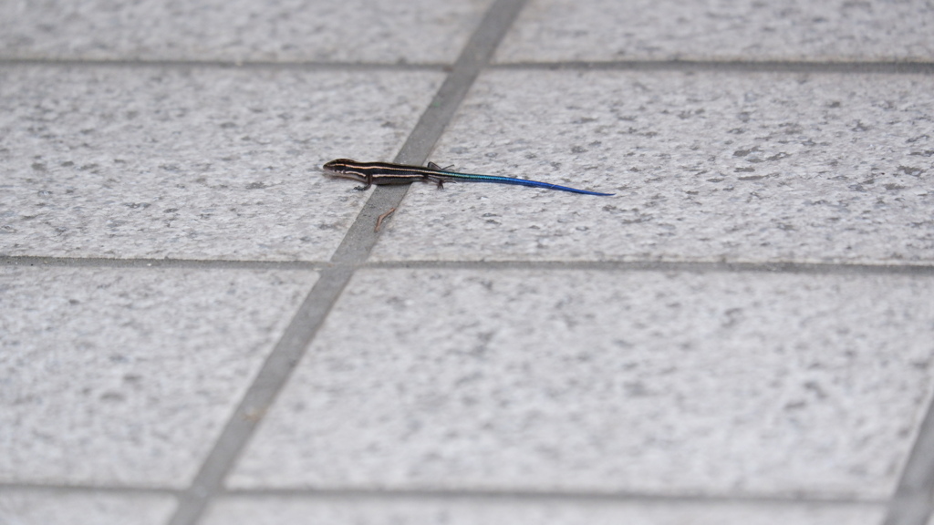 蒼イモリ