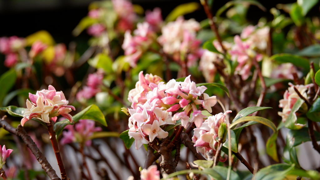 沈丁花