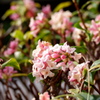 沈丁花