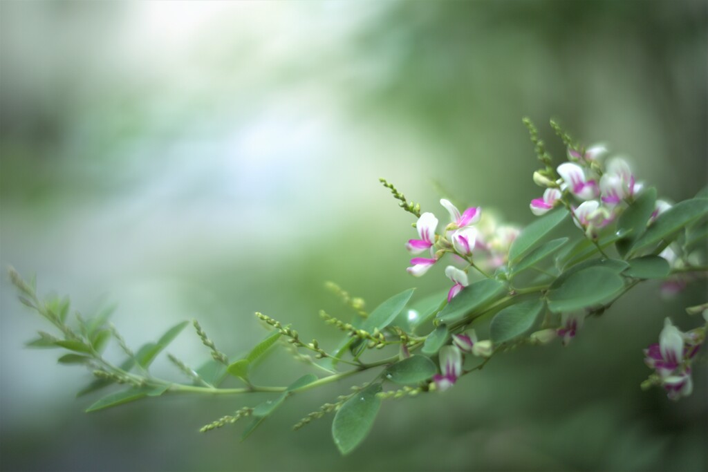 Cloudy pink⋆