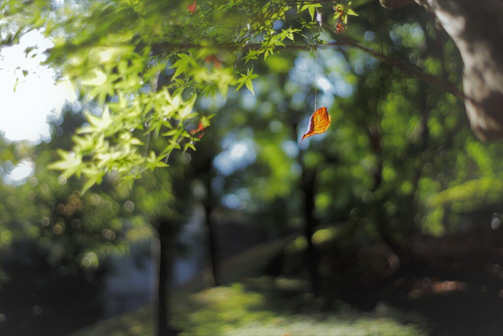 Autumn-hanging⋆