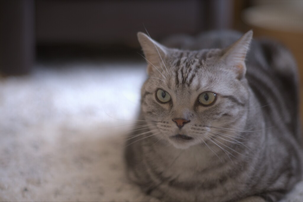 今日もおつかれさまでした～=^ ^=