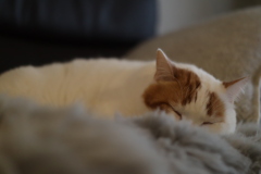 モフモフに埋もれてるモフモフ