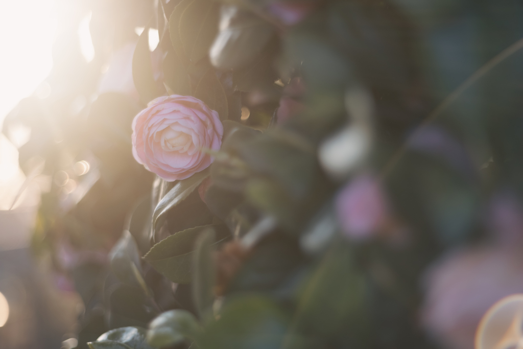 Pink Perfection⋆