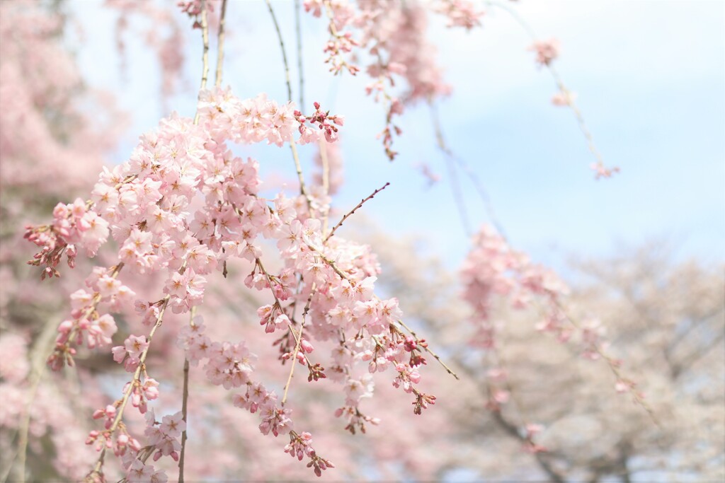 六地蔵寺の枝垂桜*