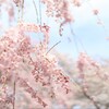 六地蔵寺の枝垂桜*