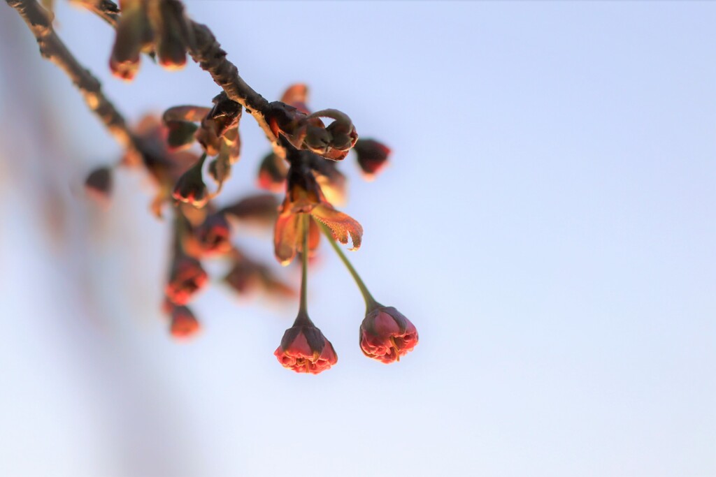 桜‐nbo＊