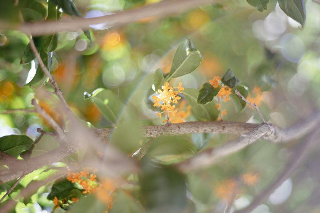 Osmanthus ⋆